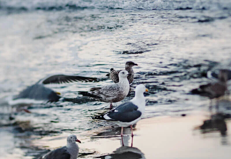 Seagulls at beach